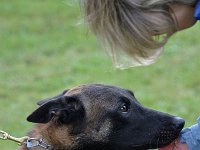 21 Je suis l'Espion des chiens de travail