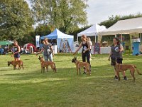 ZG 2. Platz Sindecade Malinois