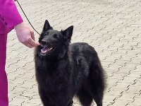 12 Achillia Ex Lupis Sagittariis 3