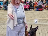 17 Bentley Rebell Represent 3