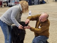 8 Highlander Mylo Von Canis Lupus Pallipes 2