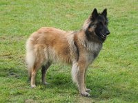 Beautiful Black One Fiona 2016 04 30 Bebra 20 OKSG4 112 : 2016_04_30_Bebra