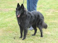 Beautiful Black One Helena 2016 04 30 Bebra 72 ZwKV2 483 : 2016_04_30_Bebra