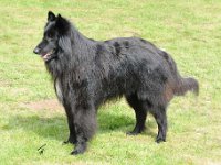 Ferme Farouche Volt 2016 04 30 Bebra 59 ChKV1 451 : 2016_04_30_Bebra