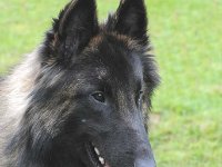 Fureur Perle Noir Flint 2016 04 30 Bebra 2 JKV1 012 : 2016_04_30_Bebra