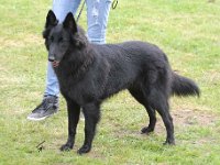 Schwarzen Pfoten Chanel 2016 04 30 Bebra 68 JuKV2 472 : 2016_04_30_Bebra