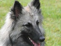 Stefnic's Belgian Saphira 2016 04 30 Bebra 16 JKV1 088 : 2016_04_30_Bebra