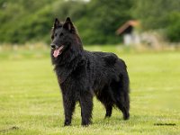 08 Ella v Canis Lupus Pallipes