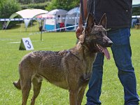 28 Dackx van het Merlebosch 01